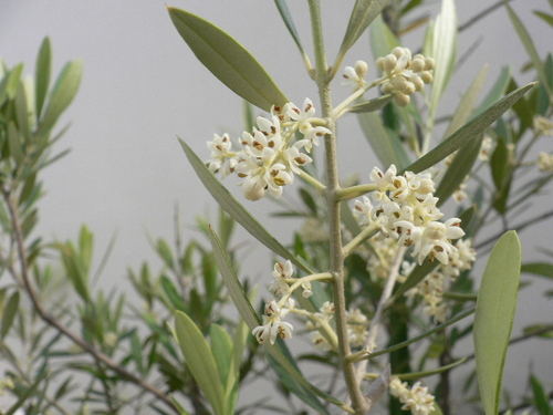 fiori d'olive.JPG